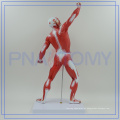 PNT-0341 meistverkaufte hochwertige menschliche Muskel Anatomie Modell von Higih Qualität